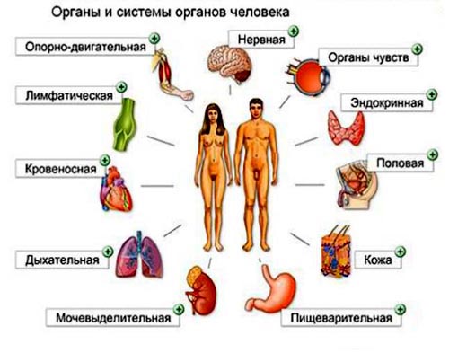 анатомия и физиология человека
