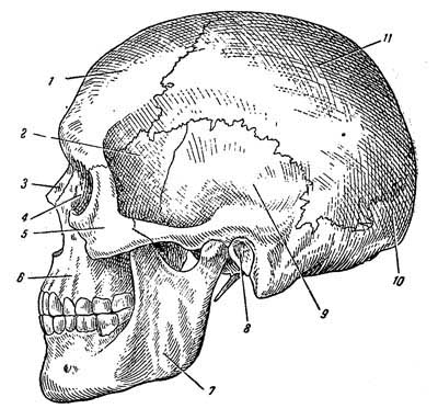 Вид черепа человека сбоку