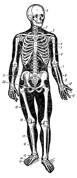 Скелет человека спереди