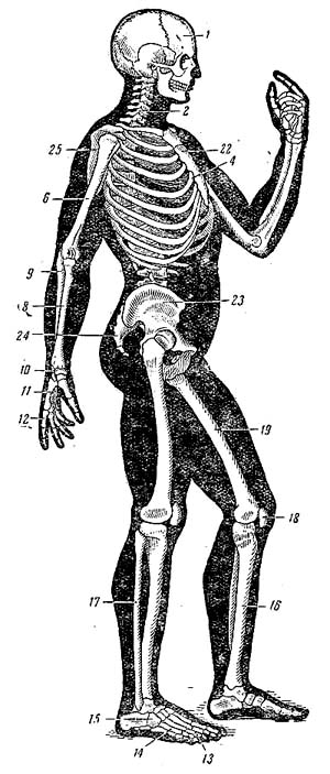 Скелет человека справа