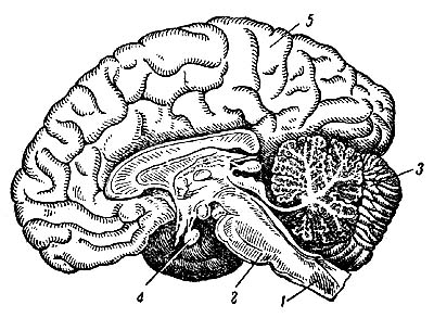 Головной мозг человека на продольном разрезе