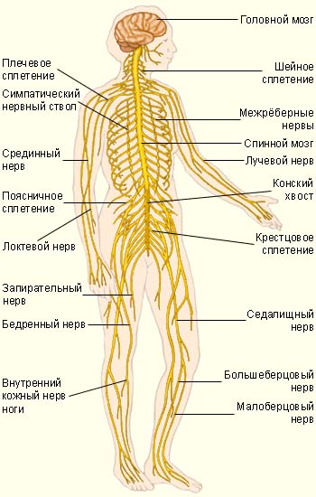 Схема нервной системы человека