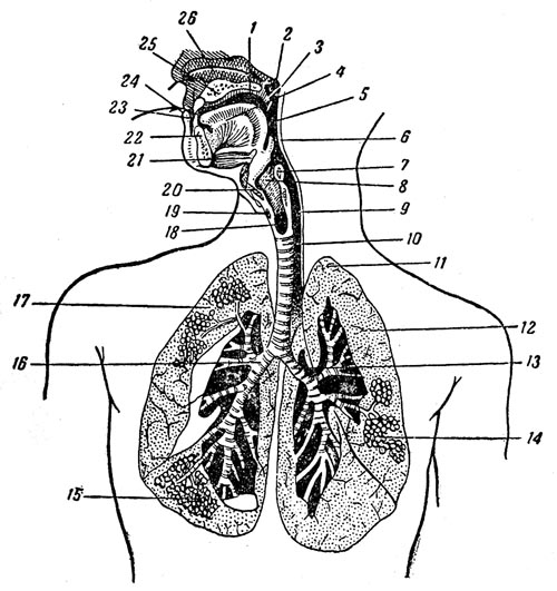 Строение органов дыхания