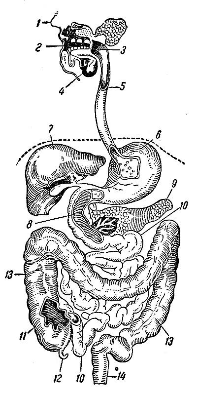 Схема расположения органов пищеварения