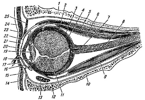 Схематический разрез через глаз и его добавочные органы